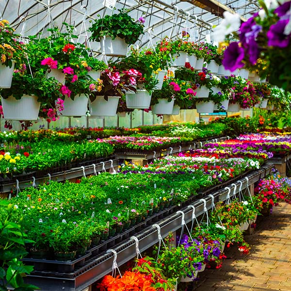 Annuals and hanging baskets